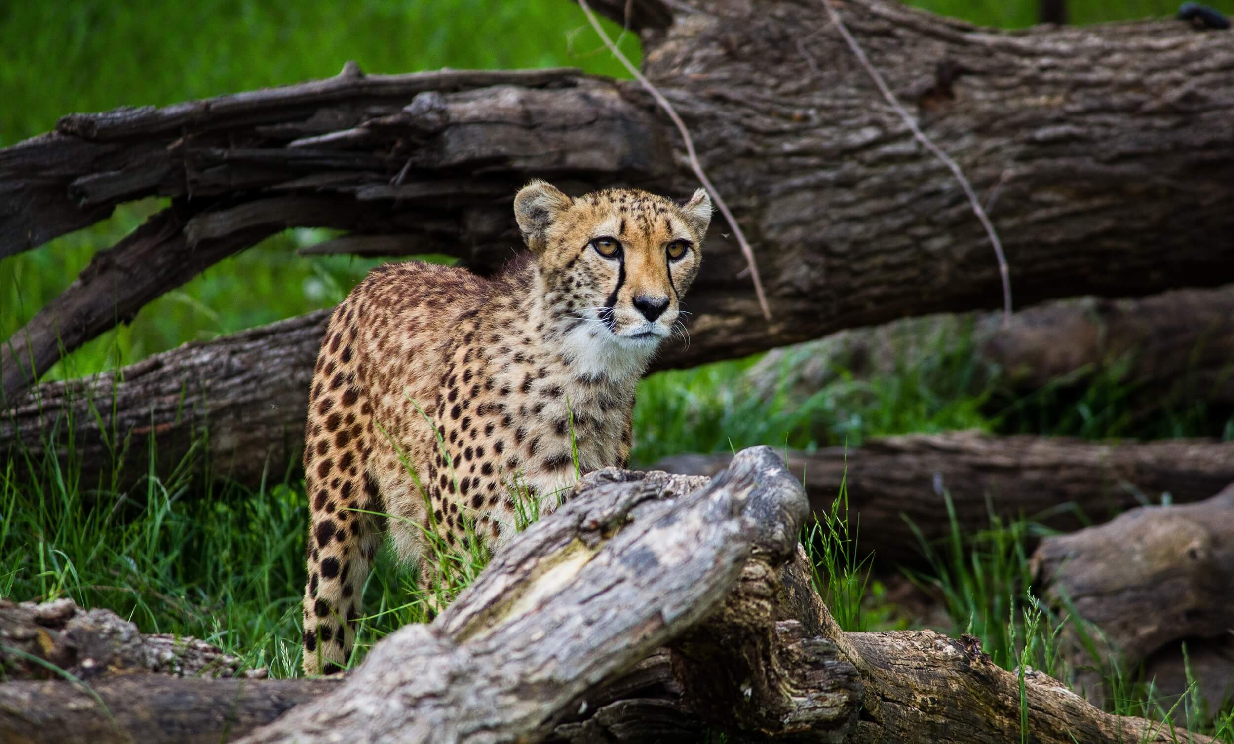 FW_4_Henry-Doorly-Zoo_Photo-Credit-Unsplash-Jeffrey-Hamilton_FOR-PRINT